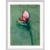 Bruno Bruni: Bild 'Amaryllis' (2022) (Original / Unikat), Version silberfarben gerahmt