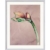 Bruno Bruni: Bild 'Amaryllis II' (Original / Unikat), Version silberfarben gerahmt