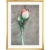Bruno Bruni: Bild 'Amaryllis III' (Original / Unikat), Version goldfarben gerahmt