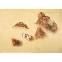 Bruno Bruni: Bild 'Autunno I (Herbstlaub I)', ungerahmt