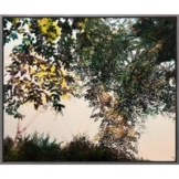 Burkhard Kern: Bild 'Baumkronen' (2024) (Original / Unikat), gerahmt
