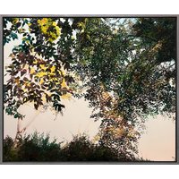 Burkhard Kern: Bild 'Baumkronen' (2024) (Original / Unikat), gerahmt